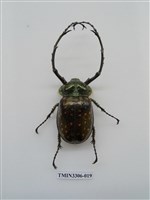 藏品(長臂金龜)的圖片